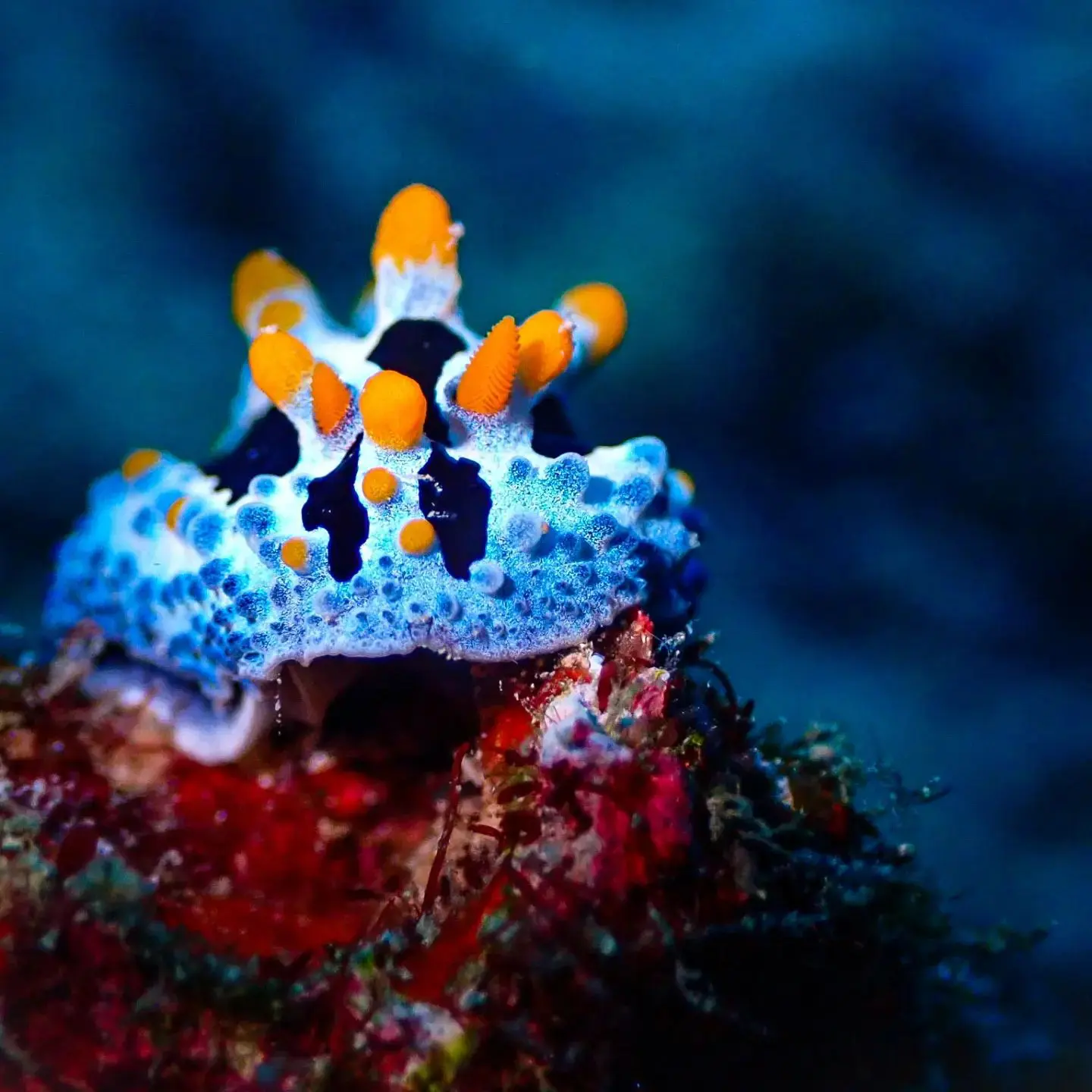 Bali Dive Trip