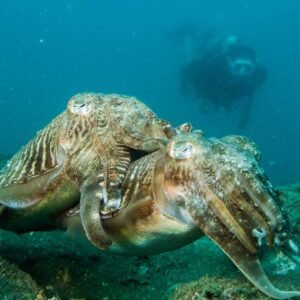 Underwater Naturalist Course