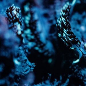 Night Diver - Lake Only