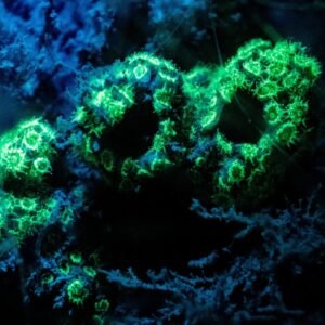 Night Diver - Ocean